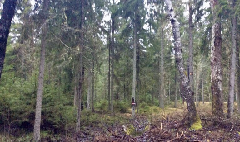 Harjumaa 9 ha – privaatsus, 30 km Tallinnast