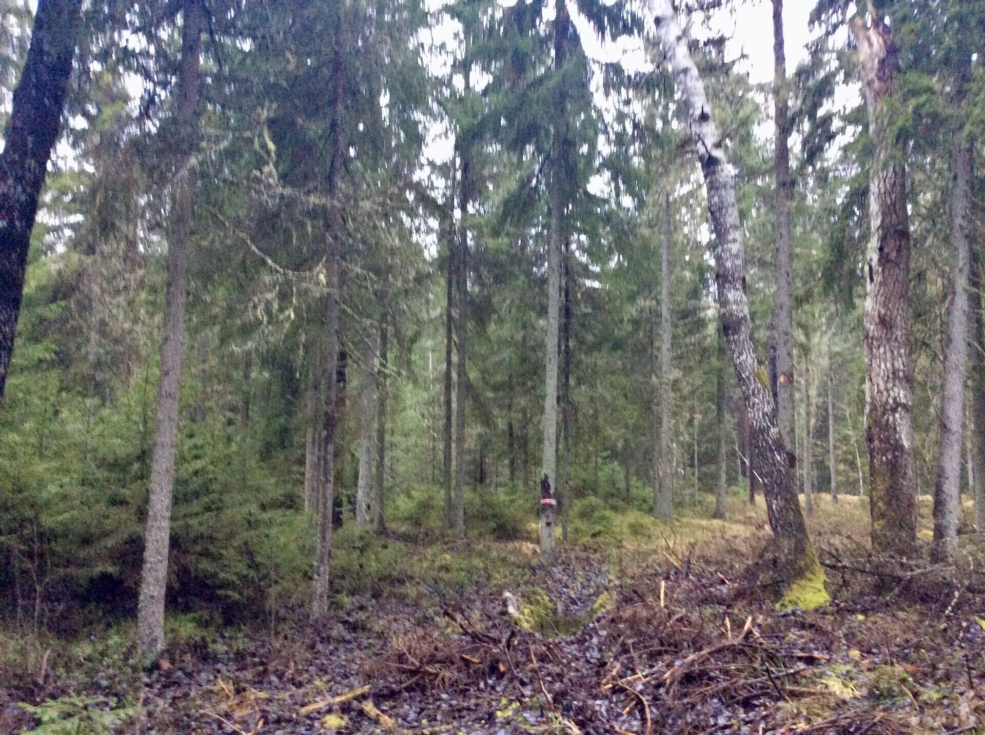 Harjumaa 9 ha – privaatsus, 30 km Tallinnast